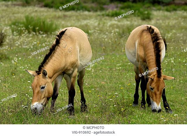 Przewalski-Pferde (Equus przewalskii) Przewalskis Wild Horse ; Bayern, Bavaria, GERMANY, Germany - Tennenlohe, GERMANY / Germany, 18/08/2007