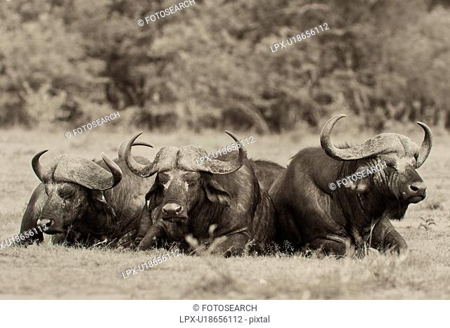 Close up monochrome view from front, of three Cape Buffalo, lying on grass, Masai Mara, Kenya, East Africa