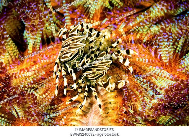 Zebra crab Zebrida adamsii, two animals on a fire urchin, Asthenosoma varium, Indonesia, Komodo National Park