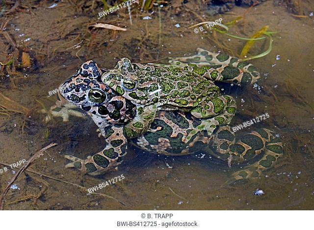 Eastern Green toad, Eastern Variegated toad (Bufo viridis variabilis, Bufo variabilis, Bufotes viridis, Bufotes variabilis ), mating in amplexus, Romania