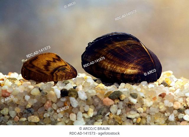Zebra Mussels Dreissena polymorpha Freshwater Mollusks