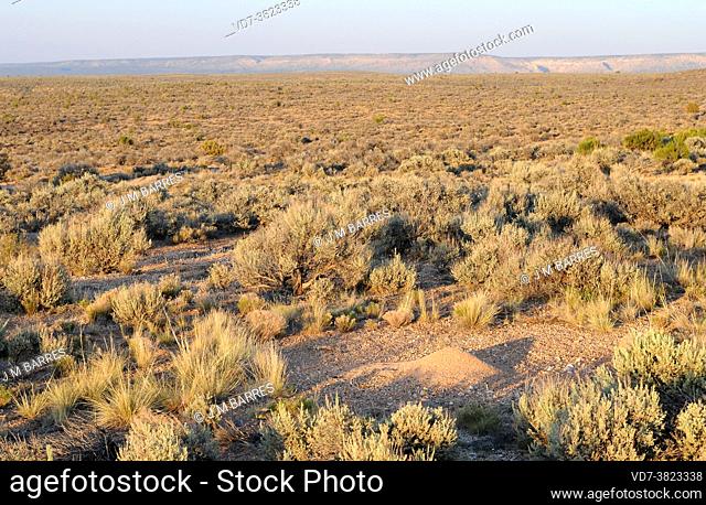 Big sagebrush (Artemisia tridentata) is a big shrub native to western USA. This photo was taken in Utah, USA