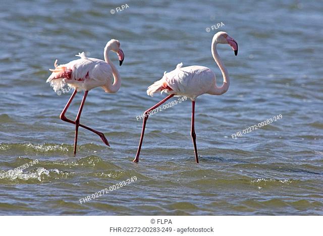 Greater Flamingo Phoenicopterus ruber roseus Two adults in water, Walvis Bay, Namibia