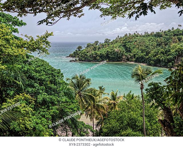 Tropical forest, Samana, Dominican Republic