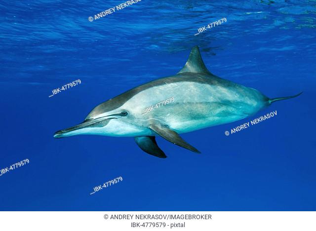 Spinner Dolphins (Stenella longirostris), Red Sea, Sataya Reef, Marsa Alam, Egypt