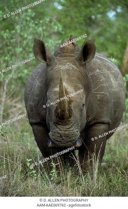 White Rhinoceros (Ceratotherium simum), Sabi Sand, South Africa