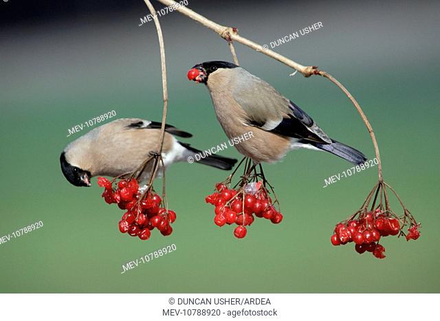Bullfinches - Females feeding on berries of Guelder Rose in garden, winter. (Pyrrhula pyrrhula)