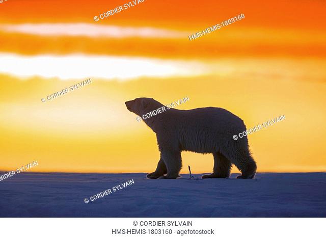 United States, Alaska, Arctic National Wildlife Refuge, Kaktovik, Polar Bear( Ursus maritimus ), in the sunset along a barrier island outside Kaktovik, Alaska