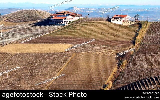 Vineyard in the village of Serralunga Alba, Italy