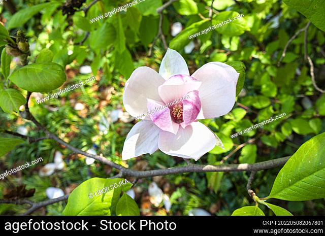 Close up of flowering Pink Magnolia soulangeana tree in Pruhonice, Czech Republic, on May 8, 2022. (CTK Photo/Libor Sojka)