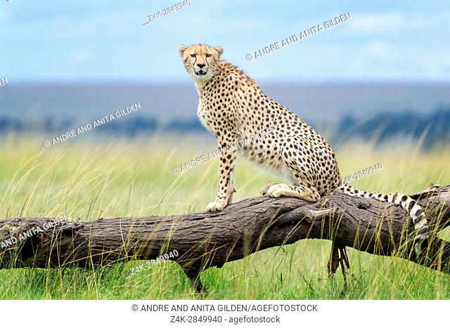 Cheetah (Acinonix jubatus) sitting on fallen tree, Maasai Mara National Reserve, Kenya