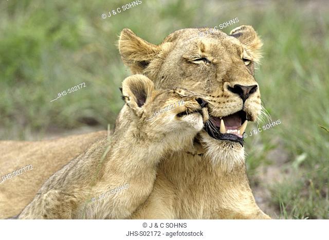 Lion, Panthera leo, Sabie Sand Game Reserve, South Africa , Africa, adult female with cub