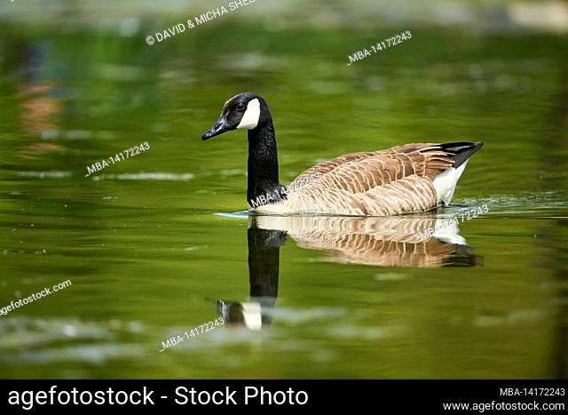 canada goose (branta canadensis) swims on a lake, franconia, bavaria, germany