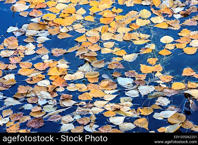 Fallen yellow leaves float on the water