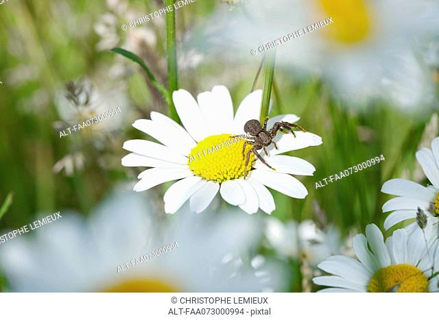 Crab spider on daisy
