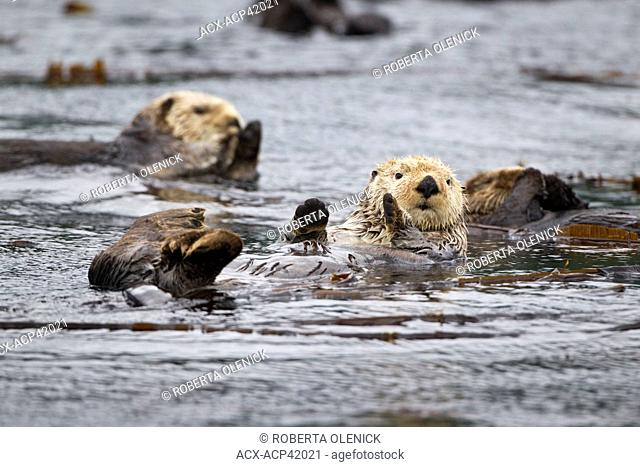 A raft of sea otters Enhydra lutris kenyoni, Whale Pass near Kodiak Island, Alaska, United States of America