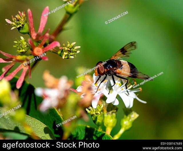 Macro of a pellucid fly on a seven son flower