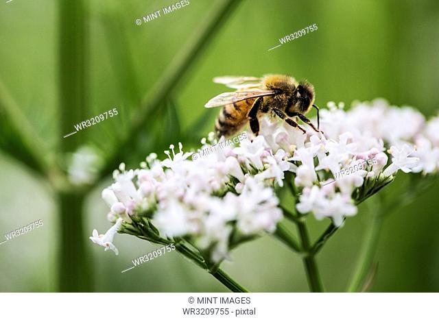 A honeybee collecting pollen from open white flowers in the wild, a cow parsley or hogweed plant