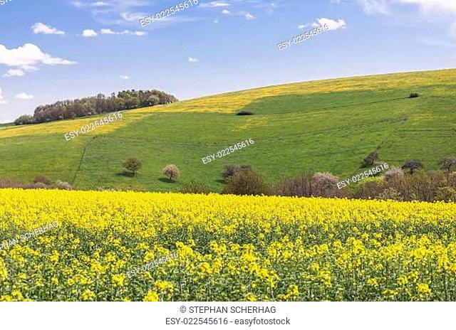 Gelbe Felder, Deutschland