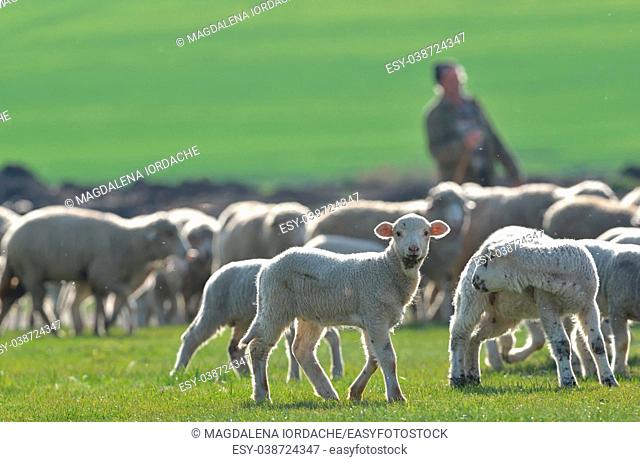 Flock of sheep and lambs on field at sunset