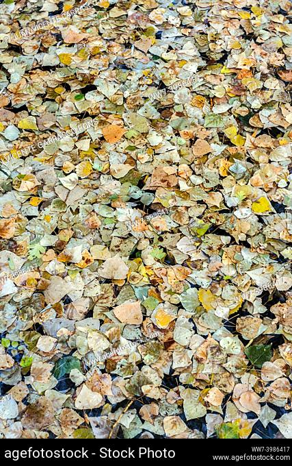 Blanket of autumn leaves on water, El Vallecillo, Teruel province, Spain