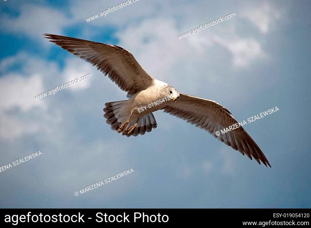 Flight of a ring-billed gull