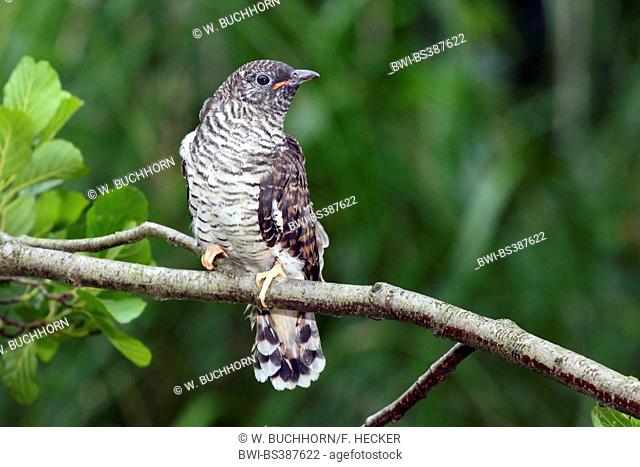 Eurasian cuckoo (Cuculus canorus), fledgling waiting on a branch , Germany