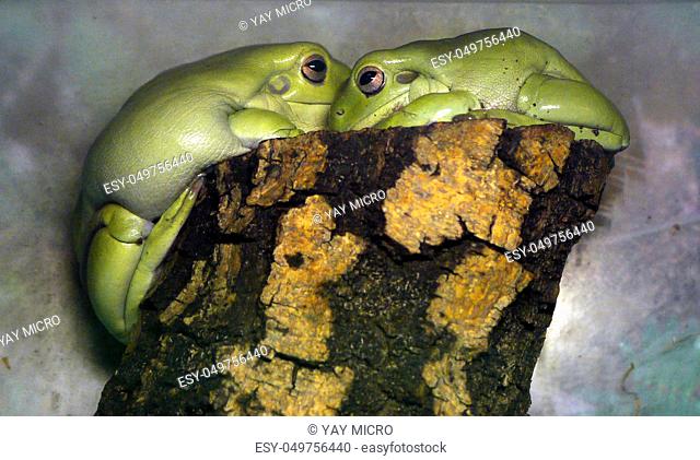 two light green frogs sitting on a stump