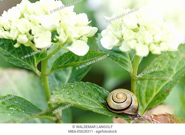 loach, smaller bended snail, Cepaea hortensis, on hydrangea blossom