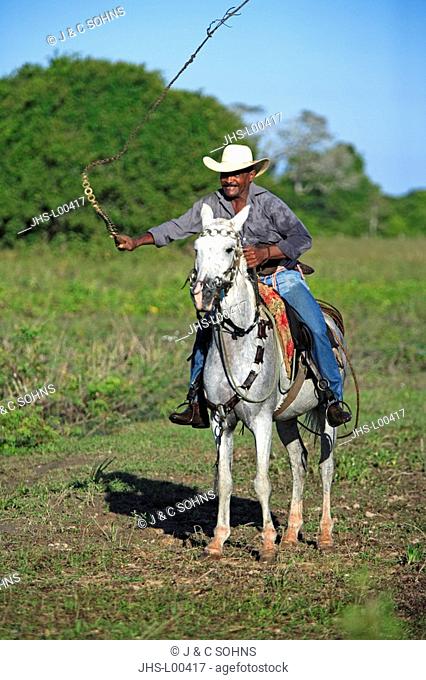 Pantanal Cowboy, Pantaneiro, Horse, Pantaneiro Horse, Pantanal, Brazil, riding, driving, lash on, horsewhip
