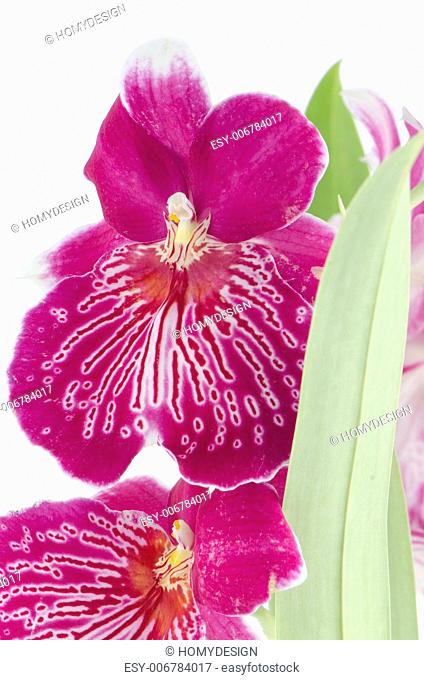 Closeup of beautiful Pansy Orchid - Miltonia Lawless Falls flowers