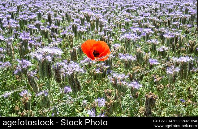 12 June 2022, Saxony, Leipzig: A single red corn poppy plant (Papaver rhoeas) stands in a field of light blue to blue-purple tussock beauty (Phacelia) on the...