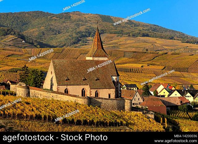 Fortified Church of St. Jacques, Hunawihr, Alsace Wine Route, Grand Est, France