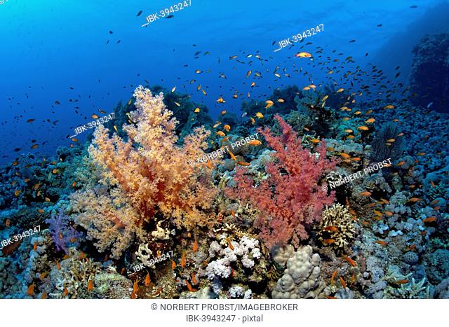 Klunzinger's Soft Corals (Dendronephthya klunzingeri) and a swarm of Anthias (Anthiinae) on the corals of the densely overgrown eastern plateau of dive site...