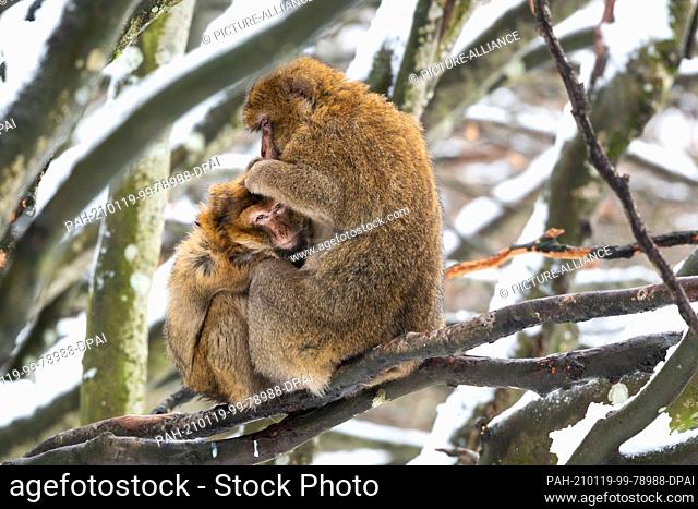 18 January 2021, Baden-Wuerttemberg, Salem: Two Barbary macaques cuddle on a tree covered with snow on the Affenberg. Hundreds of Barbary macaques live in...