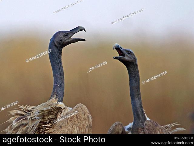 Slender-billed vulture (Gyps tenuirostris) two adults, close-up of head and neck, squabbling over carrion, veal Krous 'vulture restaurant', Cambodia, Asia