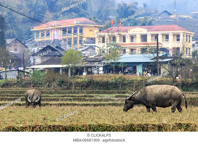 Water buffalos in the mountains of Sapa, Vietnam