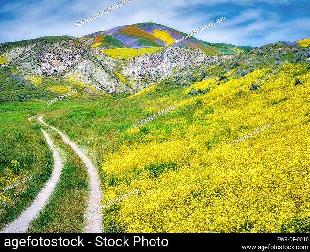 Field of Hillside Daisies, Monolopia lanceolata, Carrizo Plain National Monument, California, USA