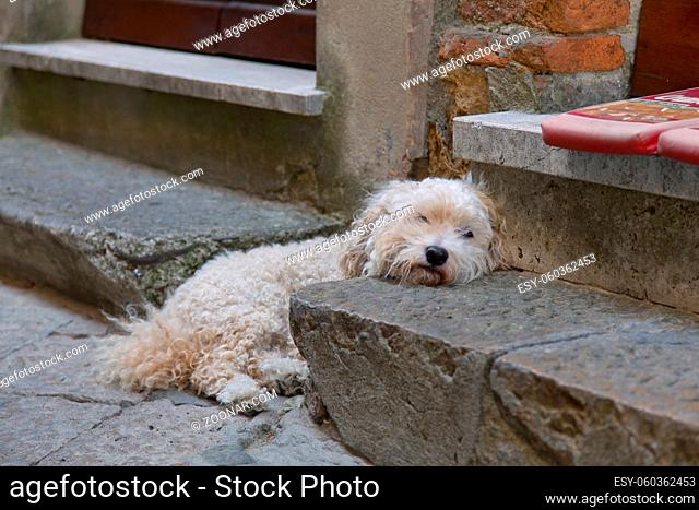 Müder Hund in einer Altstadt in der Toskana, Italien