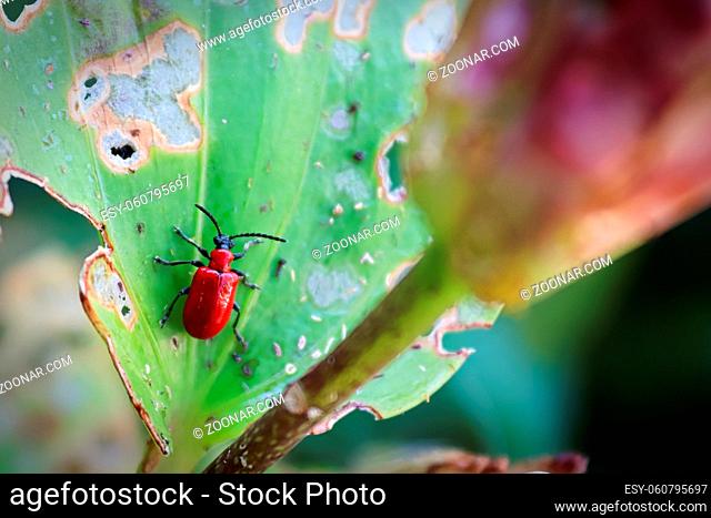 Macro view of a lilly beetle on a leaf