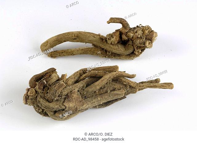 Indian Root Valerian roots Valeriana wallichii Ayurveda cut out object