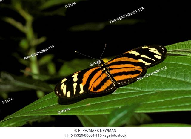 Danalid Butterfly Lycorea cleobaea Wings spread on green leaf / Costa Rica