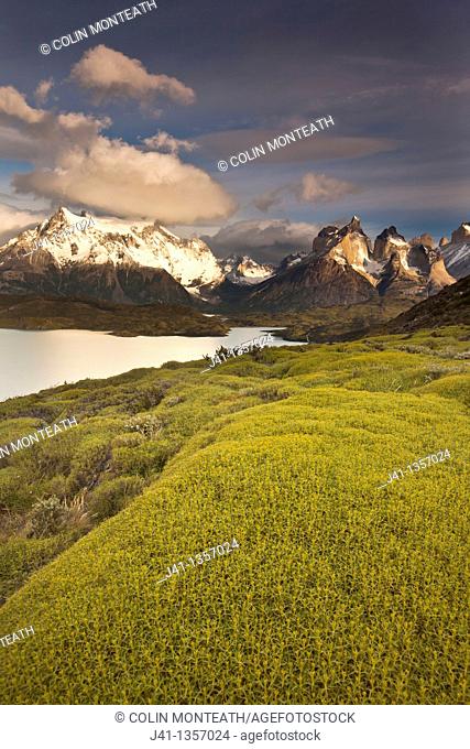Cuernos del Paine peaks after dawn, thorny 'matabarrosa'  Mulinum spinosum in flower, Parque Nacional Torres del Paine, Patagonia, Chile
