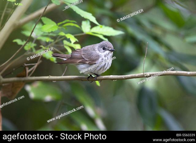 Grey-streaked Flycatcher (Muscicapa griseisticta) immature, first winter plumage, perched on twig, Hong Kong, China, Asia