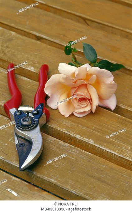 Table, garden scissors, rose bloom,  cut off,  Leisure time, hobby, gardening, rose breeding, workbench, wood table, garden appliance, garden tool