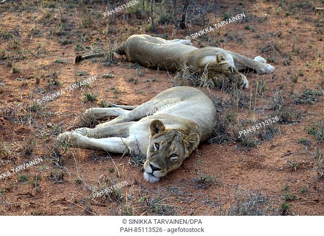White lionesses lie on the ground in the Tsau conservancy in Acornhoek, South Africa, 20 September 2016. Most of the world's 300 white lions are living today in...