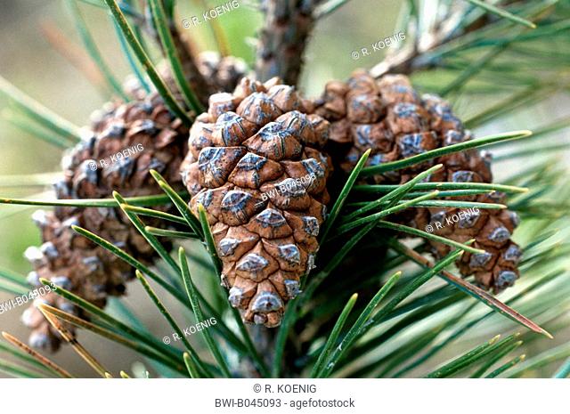 Mountain pine, Mugo pine (Pinus mugo), ripe cones