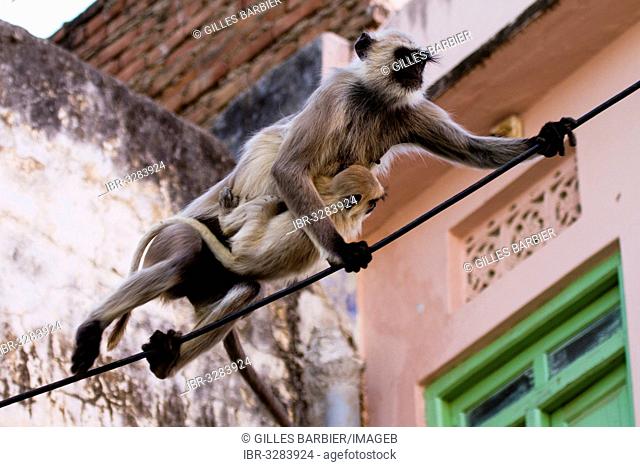 Common Langur or Hanuman Monkey (Semnopithecus Entellus) in Pushkar, Rajasthan, India