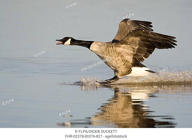 Canada Goose Branta canadensis introduced species, adult, calling, landing on water, Gloucestershire, England, winter