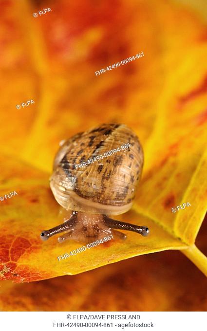 Garden Snail (Helix aspersa) baby, on autumn leaf in garden, Belvedere, Bexley, Kent, England, September